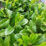 Portuguese laurel hedging 2euro Image 4