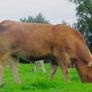 Incalf Heifer sale 3rd October 2026 Balla Mart Image 6