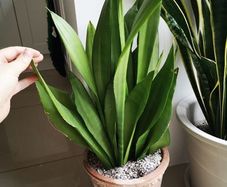 Sansevieria Moonshine