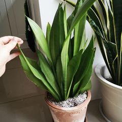 Sansevieria Moonshine
