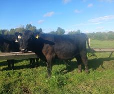 Bull runners