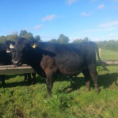 Bull runners