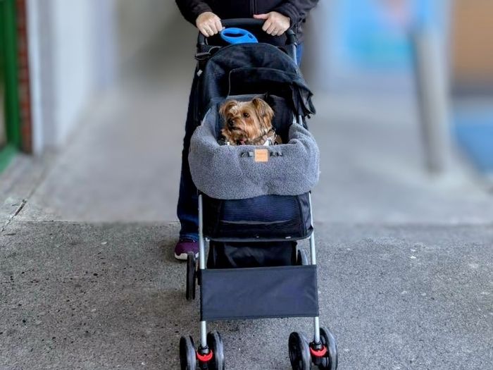 Dogs Pram