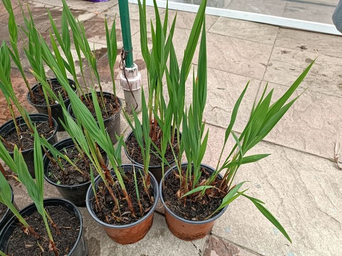 Lucifer Plants