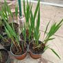 Lucifer Plants Image 3