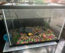 fish tank
