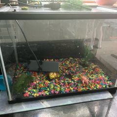 fish tank