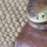 Genuine Vintage Billingham 335 Camera Bag Built to Last a Lifetime Image 6