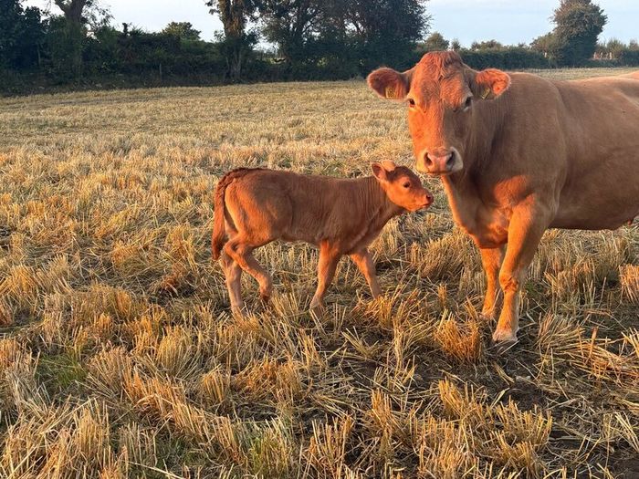 Pb Limousin cow