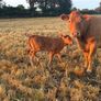 Pb Limousin cow Image 2