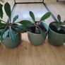 The Madagascar Jewel Seeds and Plants Image 5