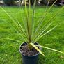 Irish Palm Image 10