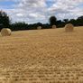 Barley straw Image 3
