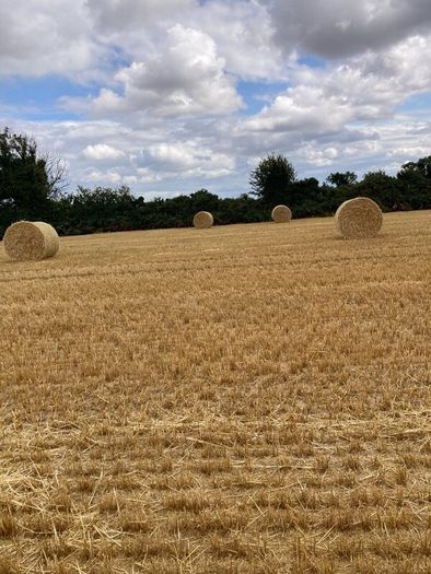 Barley straw
