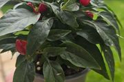 ornamental pepper