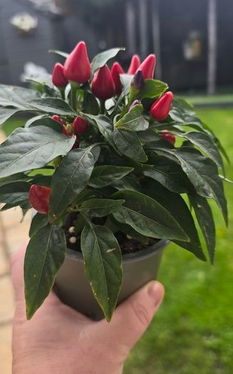 ornamental pepper
