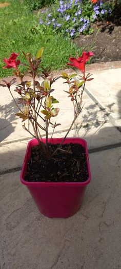 AZAELA plants