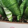 Snake plant Image 8