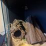 snake Image 5