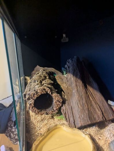 snake