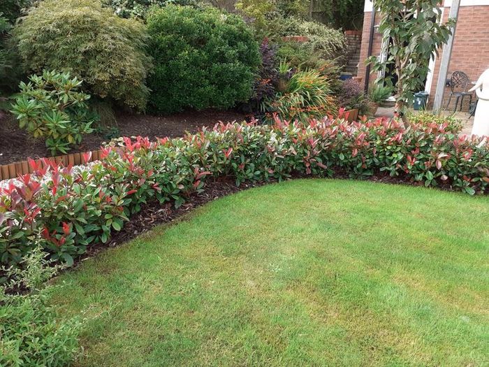 Red Robin Hedging