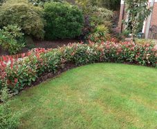 Red Robin Hedging