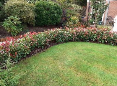 Red Robin Hedging