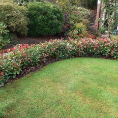 Red Robin Hedging 2.5ft tall
