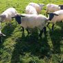 Hoggets for sale Image 4