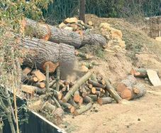 pine tree wood