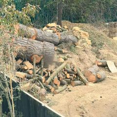 pine tree wood