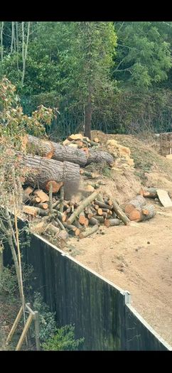 pine tree wood