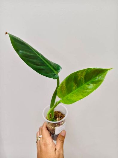 No.2 Philodendron Subhastatum Variegated