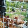 Roosters Image 2
