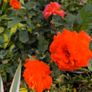 garden plants Image 3