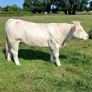 Pbr ch hefers with certs Image 3