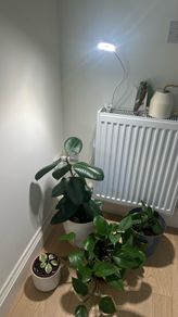 rubber plant