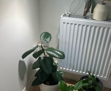 rubber plant