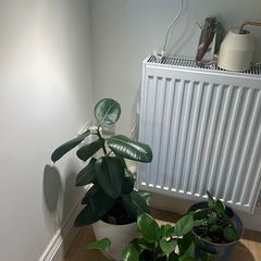 rubber plant