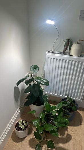 rubber plant