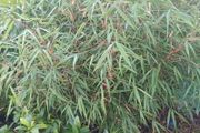 Large scabrida bamboo