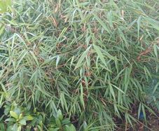 Large scabrida bamboo