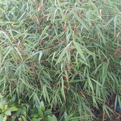Large scabrida bamboo