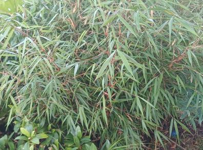 Large scabrida bamboo