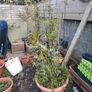 Bamboo Image 2