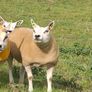 Pedigree Beltex Hogget ewes Image 9