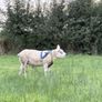 Suftex Image 9