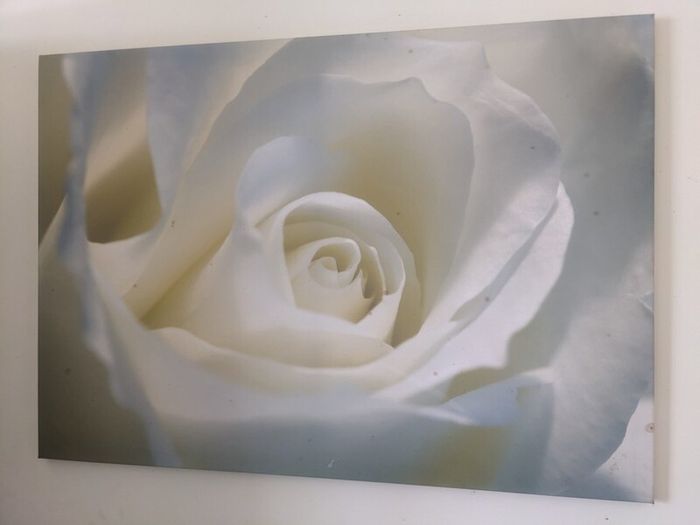 Canvases x 5