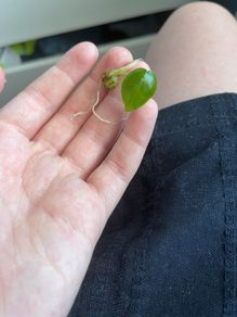 plant