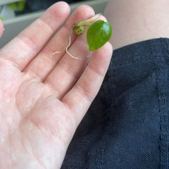 plant